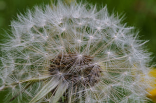 Die besten Probiotika für Allergien