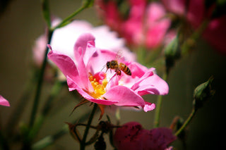 Heuschnupfen Muskelschmerzen