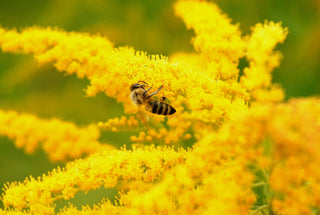 Allergie-Schock