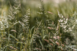 Gräser Allergie