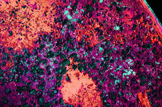 Probiotika, Dauer, Wirkung, Zeitplan