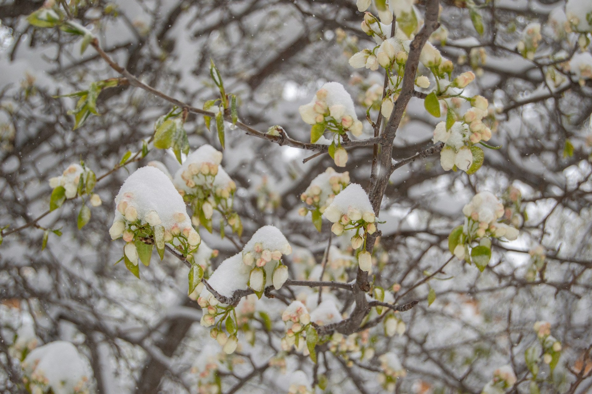 Heuschnupfen im Winter? Warum manche Pollen schon im Januar fliegen ...