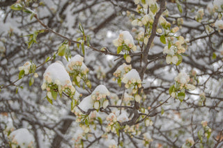 Heuschnupfen im Winter