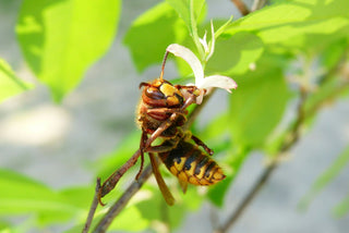 Allergische Reaktion