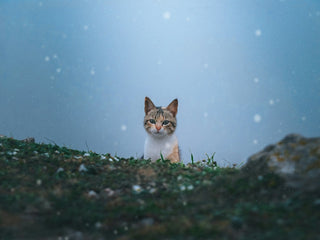 Probiotika Katzenallergie