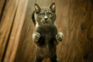 Welche Symptome treten bei einer Katzenallergie auf?