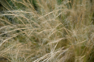 Gräser Allergie
