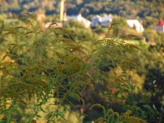 Ambrosia und Allergien
